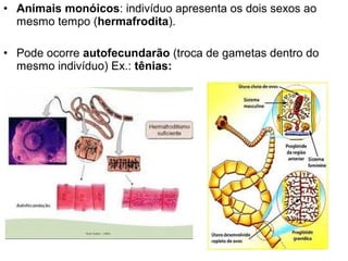 • Animais monóicos: indivíduo apresenta os dois sexos ao
  mesmo tempo (hermafrodita).

• Pode ocorre autofecundarão (troca de gametas dentro do
  mesmo indivíduo) Ex.: tênias:
 
