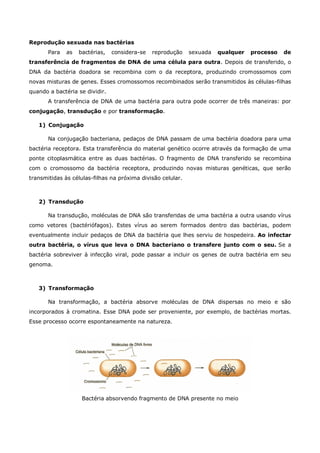 Reprodução sexuada nas bactérias
       Para   as   bactérias,   considera-se   reprodução    sexuada   qualquer   processo   de
transferência de fragmentos de DNA de uma célula para outra. Depois de transferido, o
DNA da bactéria doadora se recombina com o da receptora, produzindo cromossomos com
novas misturas de genes. Esses cromossomos recombinados serão transmitidos às células-filhas
quando a bactéria se dividir.
       A transferência de DNA de uma bactéria para outra pode ocorrer de três maneiras: por
conjugação, transdução e por transformação.

   1) Conjugação

       Na conjugação bacteriana, pedaços de DNA passam de uma bactéria doadora para uma
bactéria receptora. Esta transferência do material genético ocorre através da formação de uma
ponte citoplasmática entre as duas bactérias. O fragmento de DNA transferido se recombina
com o cromossomo da bactéria receptora, produzindo novas misturas genéticas, que serão
transmitidas às células-filhas na próxima divisão celular.



   2) Transdução

       Na transdução, moléculas de DNA são transferidas de uma bactéria a outra usando vírus
como vetores (bactériófagos). Estes vírus ao serem formados dentro das bactérias, podem
eventualmente incluir pedaços de DNA da bactéria que lhes serviu de hospedeira. Ao infectar
outra bactéria, o vírus que leva o DNA bacteriano o transfere junto com o seu. Se a
bactéria sobreviver à infecção viral, pode passar a incluir os genes de outra bactéria em seu
genoma.



   3) Transformação

       Na transformação, a bactéria absorve moléculas de DNA dispersas no meio e são
incorporados à cromatina. Esse DNA pode ser proveniente, por exemplo, de bactérias mortas.
Esse processo ocorre espontaneamente na natureza.




                    Bactéria absorvendo fragmento de DNA presente no meio
 