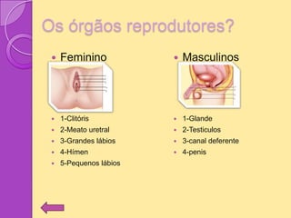 Os órgãos reprodutores?
    Feminino               Masculinos




    1-Clitóris             1-Glande
    2-Meato uretral        2-Testiculos
    3-Grandes lábios       3-canal deferente
    4-Hímen                4-penis
    5-Pequenos lábios
 