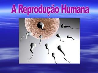 A Reprodução Humana 