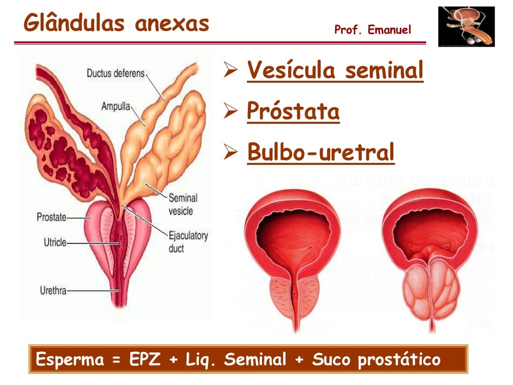 O Que é Vesicula Seminal - RETOEDU
