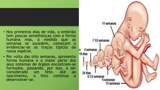 • Nos primeiros dias de vida, o embrião
tem poucas semelhanças com a forma
humana mas, à medida que as
semanas se sucedem, começam a
evidenciar-se os traços típicos da
nossa espécie.
• Por volta das oito semanas, apresenta
forma humana e a maior parte dos
seus sistemas de órgãos encontram-se
formados, passando, por isso, a ser
considerado um feto. Até ao
nascimento, o feto continua a
desenvolver-se.
 
