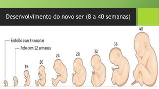 Desenvolvimento do novo ser (8 a 40 semanas)
 