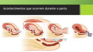 Acontecimentos que ocorrem durante o parto
 