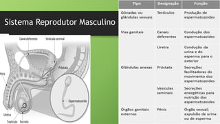 Sistema Reprodutor Masculino
 