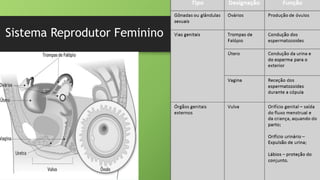 Sistema Reprodutor Feminino
 