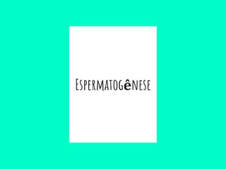 Espermatogênese
 