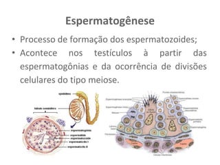 Espermatogênese
• Processo de formação dos espermatozoides;
• Acontece nos testículos à partir das
espermatogônias e da ocorrência de divisões
celulares do tipo meiose.
 