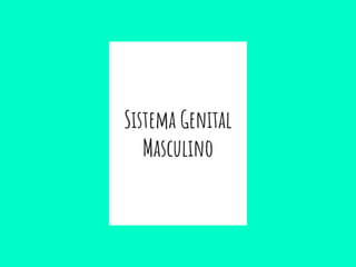 Sistema Genital
Masculino
 