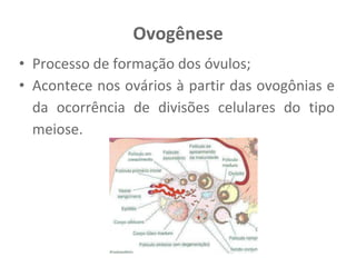 Ovogênese
• Processo de formação dos óvulos;
• Acontece nos ovários à partir das ovogônias e
da ocorrência de divisões celulares do tipo
meiose.
 