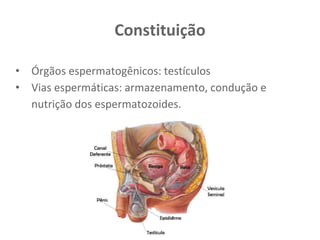 Constituição
• Órgãos espermatogênicos: testículos
• Vias espermáticas: armazenamento, condução e
nutrição dos espermatozoides.
 