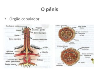 O pênis
• Órgão copulador.
 