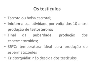 Os testículos
• Escroto ou bolsa escrotal;
• Iniciam a sua atividade por volta dos 10 anos;
produção de testosterona;
• Final da puberdade: produção dos
espermatozoides;
• 35ºC: temperatura ideal para produção de
espermatozoides
• Criptorquidia: não descida dos testículos
 