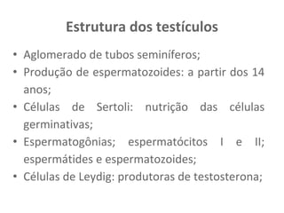 Estrutura dos testículos
• Aglomerado de tubos seminíferos;
• Produção de espermatozoides: a partir dos 14
anos;
• Células de Sertoli: nutrição das células
germinativas;
• Espermatogônias; espermatócitos I e II;
espermátides e espermatozoides;
• Células de Leydig: produtoras de testosterona;
 