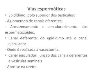 Vias espermáticas
• Epidídimo: polo superior dos testículos;
- Aglomerado de canais eferentes;
- Armazenamento e amadurecimento dos
espermatozoides;
• Canal deferente: do epidídimo até o canal
ejaculador
- Onde é realizada a vasectomia.
• Canal ejaculador: junção dos canais deferentes
e vesículas seminais
- Abre-se na uretra
 
