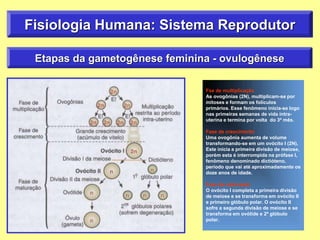 Fisiologia Humana: Sistema Reprodutor
Etapas da gametogênese feminina - ovulogênese
Fse de multiplicação
As ovogônias (2N), multiplicam-se por
mitoses e formam os folículos
primários. Esse fenômeno inicia-se logo
nas primeiras semanas de vida intra-
uterina e termina por volta do 3º mês.
Fase de crescimento
Uma ovogônia aumenta de volume
transformando-se em um ovócito I (2N),
Este inicia a primeira divisão de meiose,
porém esta é interrompida na prófase I,
fenômeno denominado dictióteno,
período que vai até aproximadamente os
doze anos de idade.
Fase de maturação
O ovócito I completa a primeira divisão
de meiose e se transforma em ovócito II
e primeiro glóbulo polar. O ovócito II
sofre a segunda divisão de meiose e se
transforma em ovótide e 2º glóbulo
polar.
 