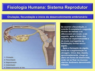 Fisiologia Humana: Sistema Reprodutor
Ovulação, fecundação e início do desenvolvimento embrionário
Se ocorrer a fecundação, o
ovòcito II completará a segunda
divisão de meiose e se
diferenciará em óvulo; e em
seguida, após a fusão dos
núcleos do espermatozóide e
do óvulo (cariogamia ou
fertilização) formar-se-á o
zigoto.
Após a formação do zigoto,
inicia-se a segmentação ou
clivagem. Cinco dias depois,
aproximadamente, chega ao
útero em forma de blastocisto,
onde vai se fixar na mucosa
uterina, fenômeno denominado
nidação.
 