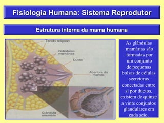 Fisiologia Humana: Sistema Reprodutor
Estrutura interna da mama humana
As glândulas
mamárias são
formadas por
um conjunto
de pequenas
bolsas de células
secretoras
conectadas entre
si por ductos.
existem de quinze
a vinte conjuntos
glandulares em
cada seio.
 