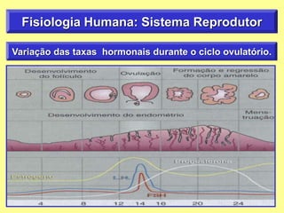 Variação das taxas hormonais durante o ciclo ovulatório.
Fisiologia Humana: Sistema Reprodutor
 