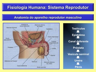 Fisiologia Humana: Sistema Reprodutor
Anatomia do aparelho reprodutor masculino
Testículos
Epidídimo
Canal deferente
Próstata
Vesícula seminal
Uretra
Pênis
 