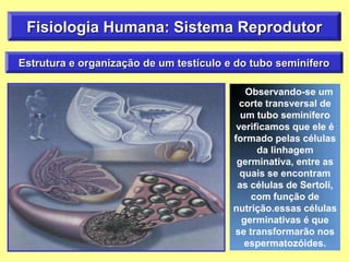 Fisiologia Humana: Sistema Reprodutor
Estrutura e organização de um testículo e do tubo seminífero
Observando-se um
corte transversal de
um tubo seminífero
verificamos que ele é
formado pelas células
da linhagem
germinativa, entre as
quais se encontram
as células de Sertoli,
com função de
nutrição.essas células
germinativas é que
se transformarão nos
espermatozóides.
 