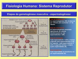 Fase de multiplicação
As espermatogônias (2N) dividem-se
por mitoses para aumentar o nº de
células.
Fase de crescimento
As espermatogônias aumentam
ligeiramente de volume,
transformando-se nos
espermatócitos I (2N)
Fase de maturação
Cada espermatócito I sofre a meiose
originado dois espermatócitos II (N).
Em seguida , cada espermatócito II
sofre a segunda meiose e origina
quatro espermátides (N).
Espermiogênese
Cada espermátide se transforma em
um espermatozóide (N).
Fisiologia Humana: Sistema Reprodutor
Etapas da gametogênese masculina - espermatogênese
 