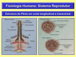 Estrutura do Pênis em corte longitudinal e transversal
Fisiologia Humana: Sistema Reprodutor
 