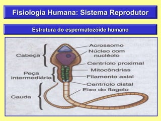 Fisiologia Humana: Sistema Reprodutor
Estrutura do espermatozóide humano
 