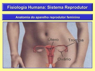 Anatomia do aparelho reprodutor feminino
Fisiologia Humana: Sistema Reprodutor
 