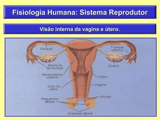 Fisiologia Humana: Sistema Reprodutor
Visão interna da vagina e útero.
 