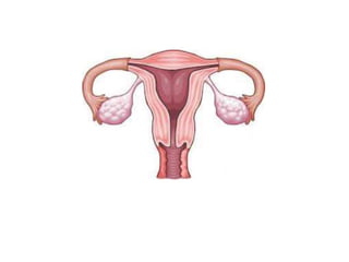 reprodução humana.ppt