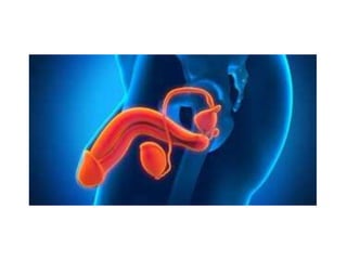 reprodução humana.ppt