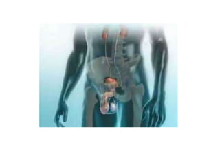 reprodução humana.ppt