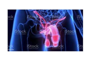 reprodução humana.ppt