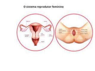 reprodução humana.ppt