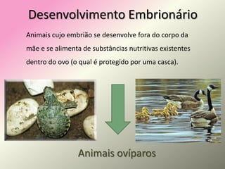 Desenvolvimento Embrionário<br />Animais cujo embrião se desenvolve fora do corpo da mãe e se alimenta de substâncias nutr...