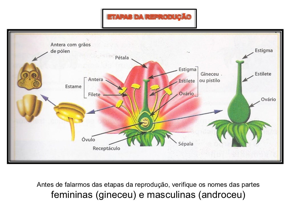Nas Angiospermas As Estruturas Relacionadas Com A Reprodução