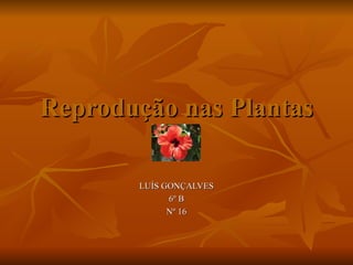 Reprodução nas Plantas LUÍS GONÇALVES 6º B Nº 16 