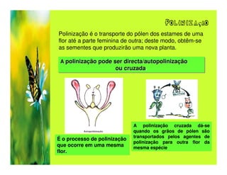 Polinização
Polinização é o transporte do pólen dos estames de uma
flor até a parte feminina de outra; deste modo, obtêm-se
as sementes que produzirão uma nova planta.

 A polinização pode ser directa/autopolinização
 A polinização pode ser directa/autopolinização
                      ou cruzada.
                      ou cruzada
                         cruzada.




                              A polinização cruzada dá-se
                              quando os grãos de pólen são
                              transportados pelos agentes de
É o processo de polinização
                              polinização para outra flor da
que ocorre em uma mesma       mesma espécie
flor.
 