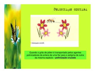 Polinização cruzada




   Quando o grão de pólen é transportado pelos agentes
polinizadores da antera de uma flor para o estigma de outra
         da mesma espécie – polinização cruzada
 