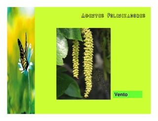 Agentes Polinizadores




          Vento
 