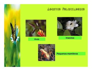 Agentes Polinizadores




                   Insectos
Aves




            Pequenos mamíferos
 