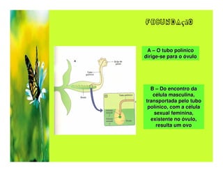 fecundação


 A – O tubo polínico
dirige-se para o óvulo




  B – Do encontro da
   célula masculina,
transportada pelo tubo
 polínico, com a célula
   sexual feminina,
  existente no óvulo,
    resulta um ovo
 