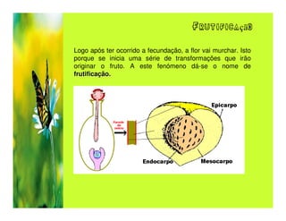 Frutificação

Logo após ter ocorrido a fecundação, a flor vai murchar. Isto
porque se inicia uma série de transformações que irão
originar o fruto. A este fenómeno dá-se o nome de
frutificação.
 