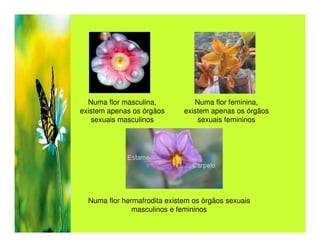 Numa flor masculina,           Numa flor feminina,
existem apenas os órgãos      existem apenas os órgãos
   sexuais masculinos             sexuais femininos




  Numa flor hermafrodita existem os órgãos sexuais
               masculinos e femininos
 