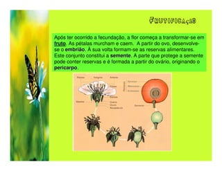 Frutificação

Após ter ocorrido a fecundação, a flor começa a transformar-se em
fruto. As pétalas murcham e caem. A partir do ovo, desenvolve-
se o embrião. À sua volta formam-se as reservas alimentares.
     embrião
Este conjunto constitui a semente. A parte que protege a semente
                          semente
pode conter reservas e é formada a partir do ovário, originando o
pericarpo.
pericarpo
 