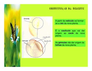 CONSTITUIÇÃO DA SEMENTE




    A partir da radícula vai formar-
    se a raiz da nova planta.


    É o caulículo que vai dar
    origem ao caule da nova
    planta.


    As gémulas vão dar origem às
    folhas da nova planta.
 