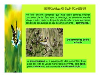 DISSEMINAÇÃO DAS SEMENTES

No fruto existem sementes que mais tarde poderão originar
uma nova planta. Para que tal aconteça, as sementes têm de
atingir o solo, perto ou longe da planta-mãe, e nele encontrar
condições adequadas ao seu desenvolvimento – germinação.




                                       Disseminação pelos
                                            animais




 A disseminação é a propagação das sementes. Esta
 pode ser feita de várias maneiras: pelo vento, pela água,
                                         vento        gua
 pelos animais ou até através da autodisseminação.
 