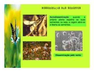DISSEMINAÇÃO DAS SEMENTES



     Autodisseminação       quando    a
     própria planta espalha as suas
     sementes, ou seja, a vagem abre-se
     e liberta as sementes.




          Disseminação pelo vento
 