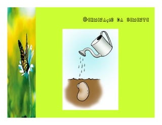 Germinação da semente
 